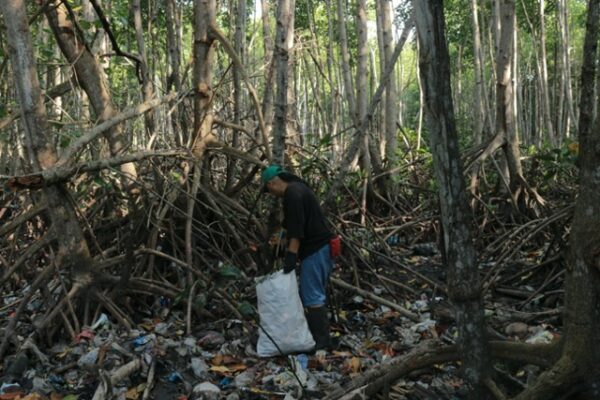 Mangrove Mob